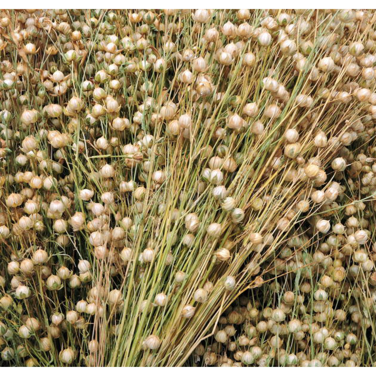 Irish Linen
