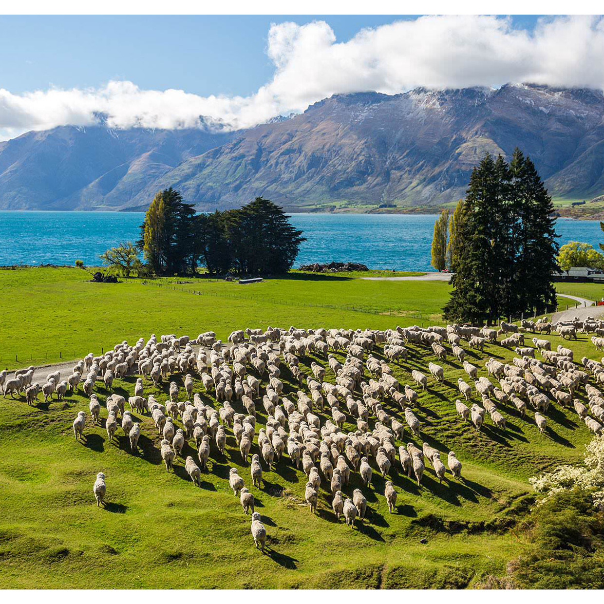 merino wool