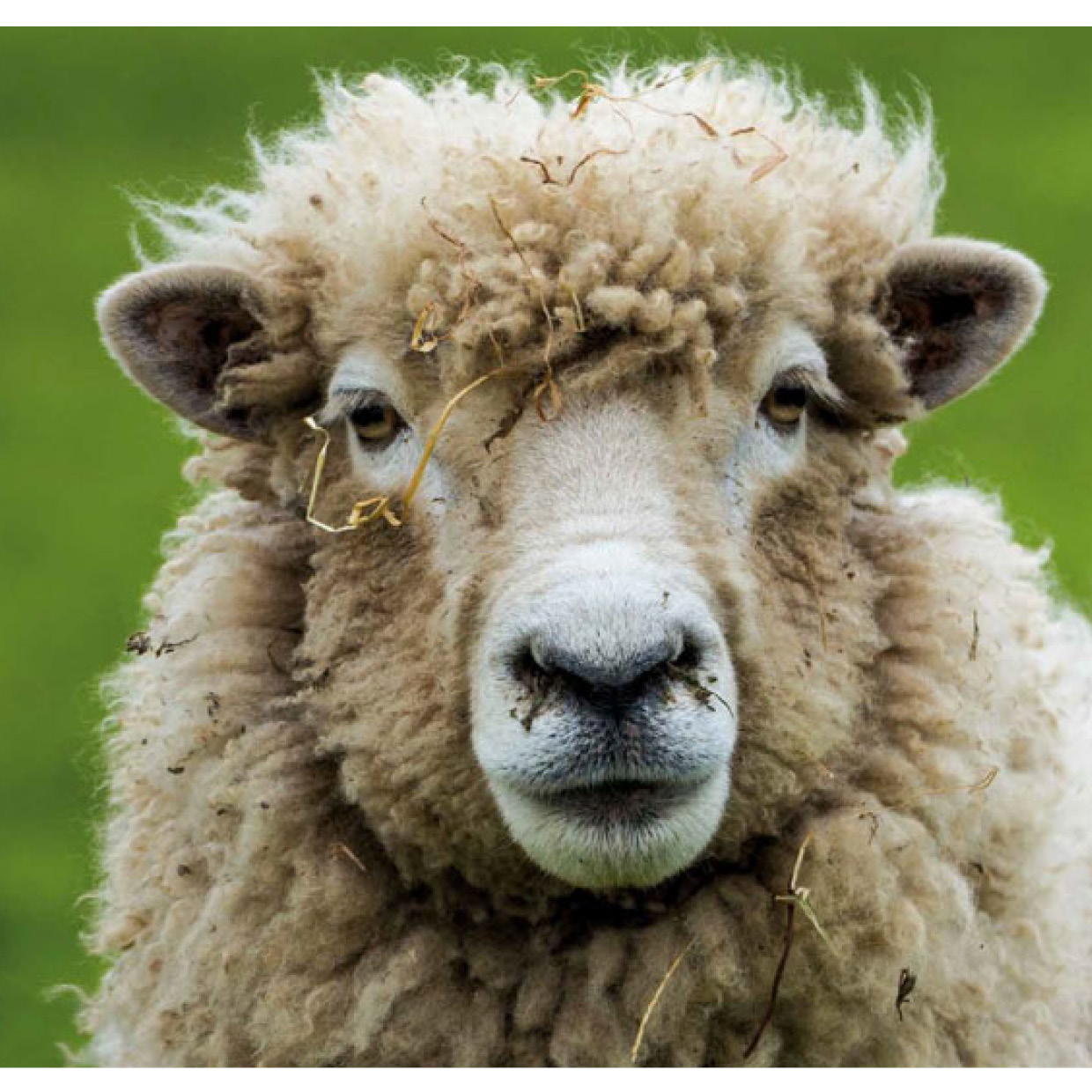 merino wool