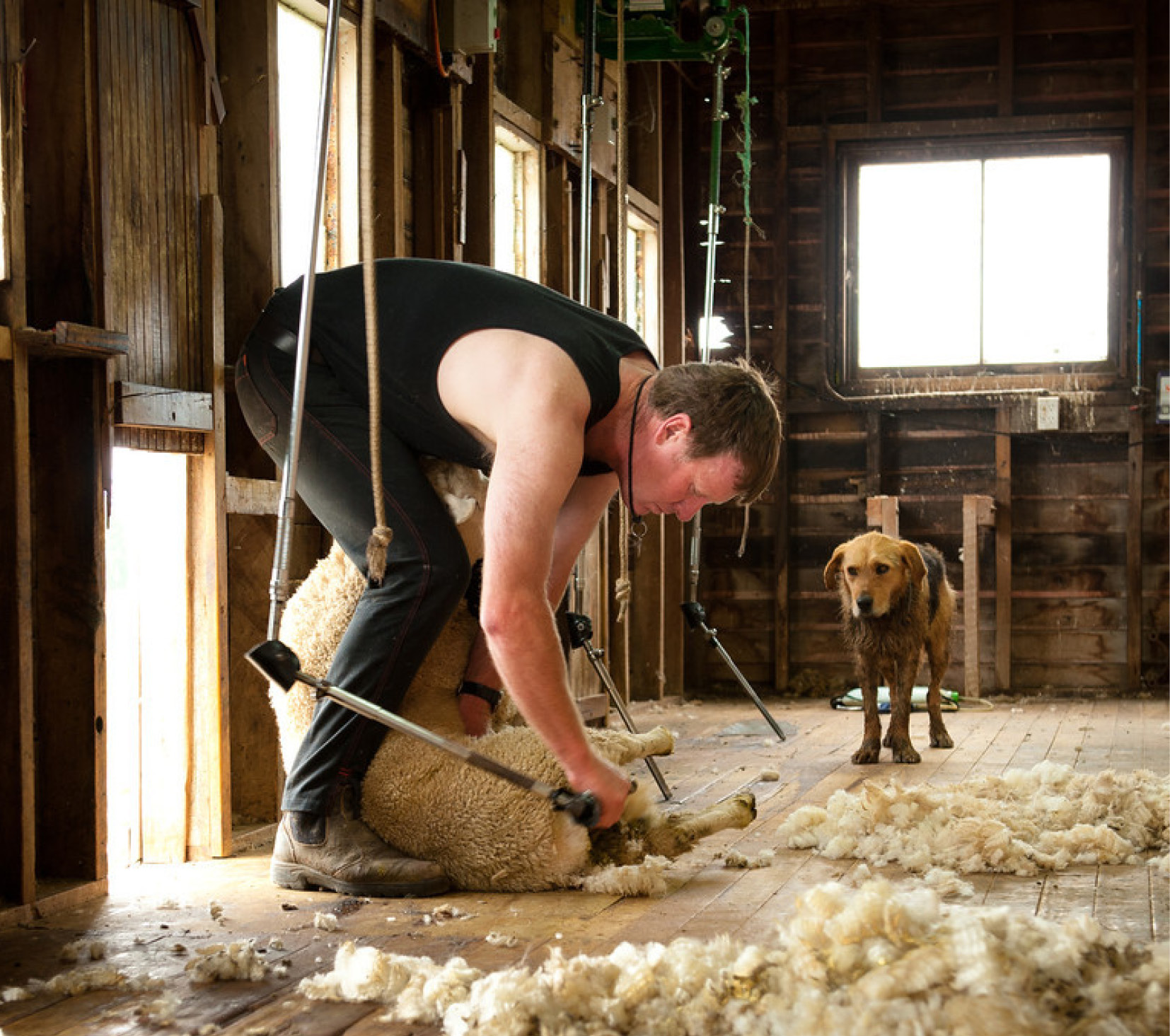 merino wool
