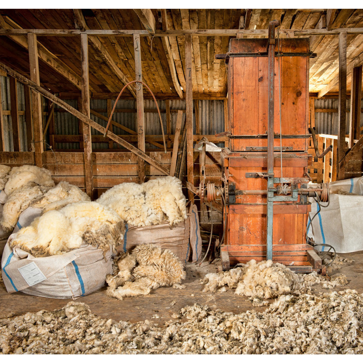 New zealand merinos