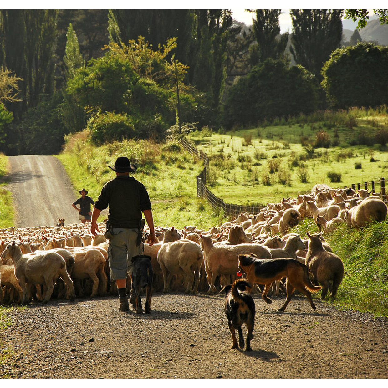 merino wool