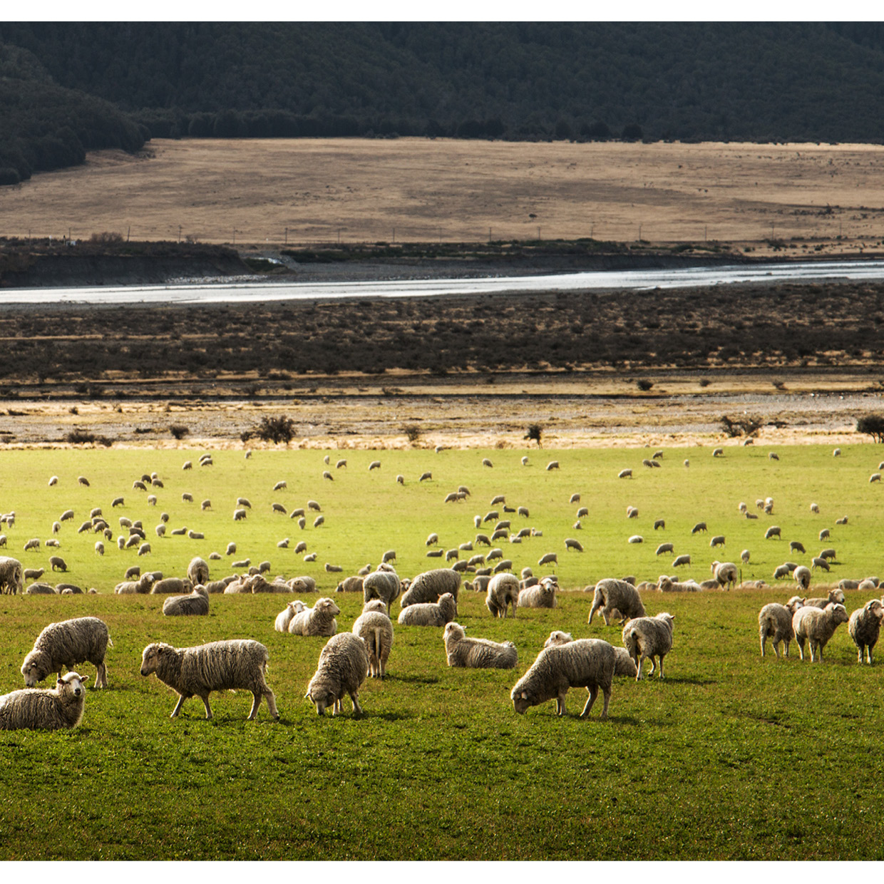 merino wool