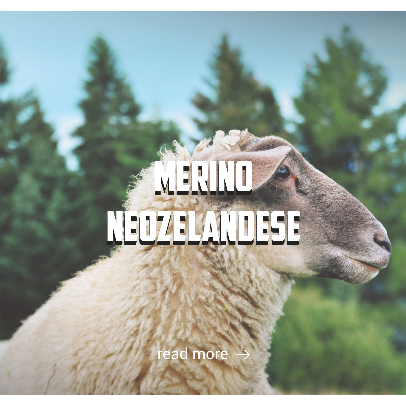 new zealand merinos